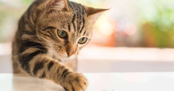 Animalzone: ¿Cómo corregir las conductas felinas?