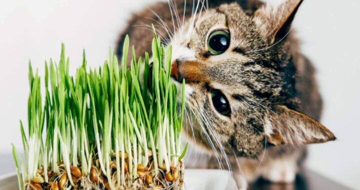 ¿Qué hacer ante las plantas tóxicas para gatos (incluso en Navidad)?